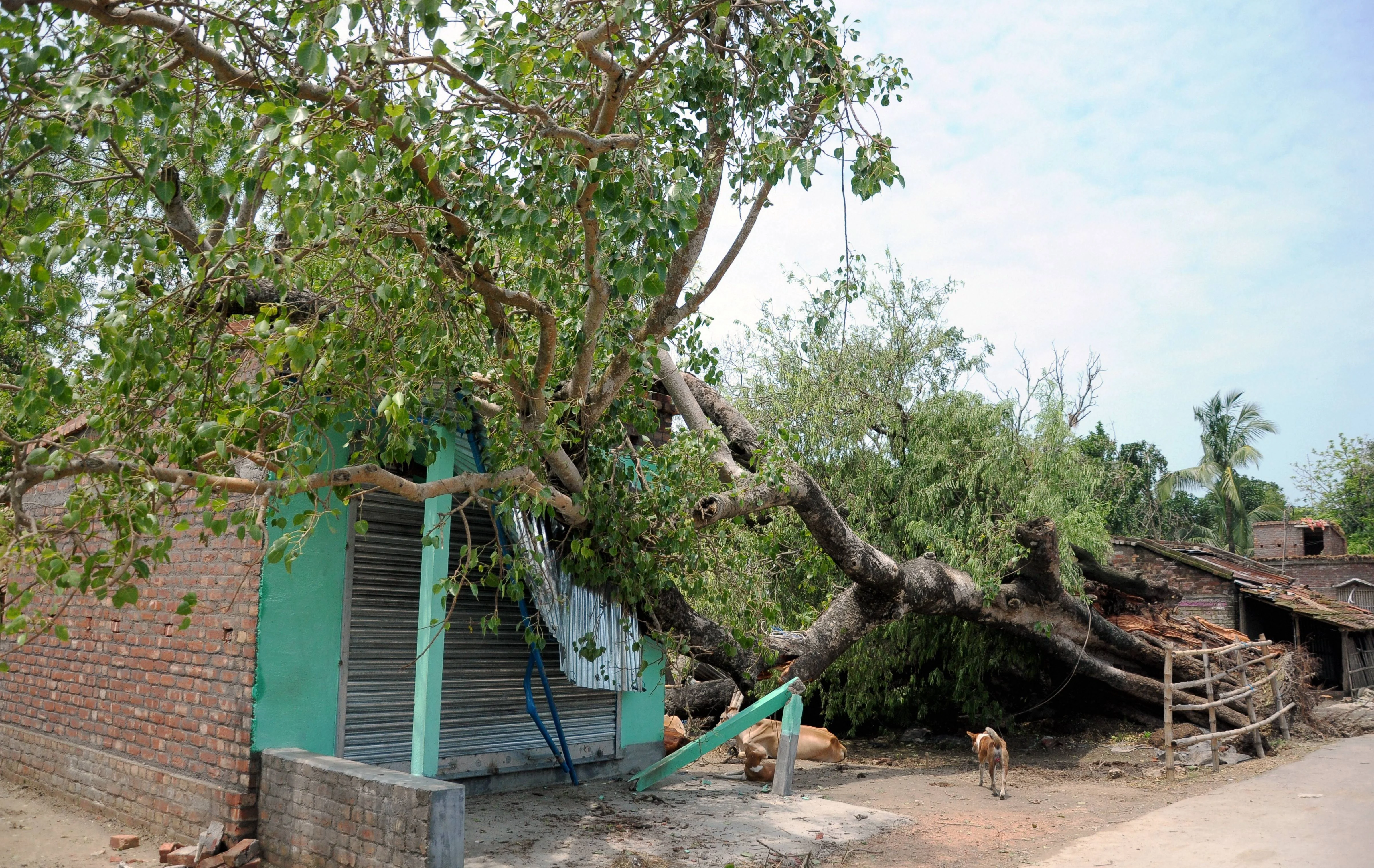 A tree fell on a hut during Cyclone Amphan, at Dhulbulia in Nadia district on Friday, May 22