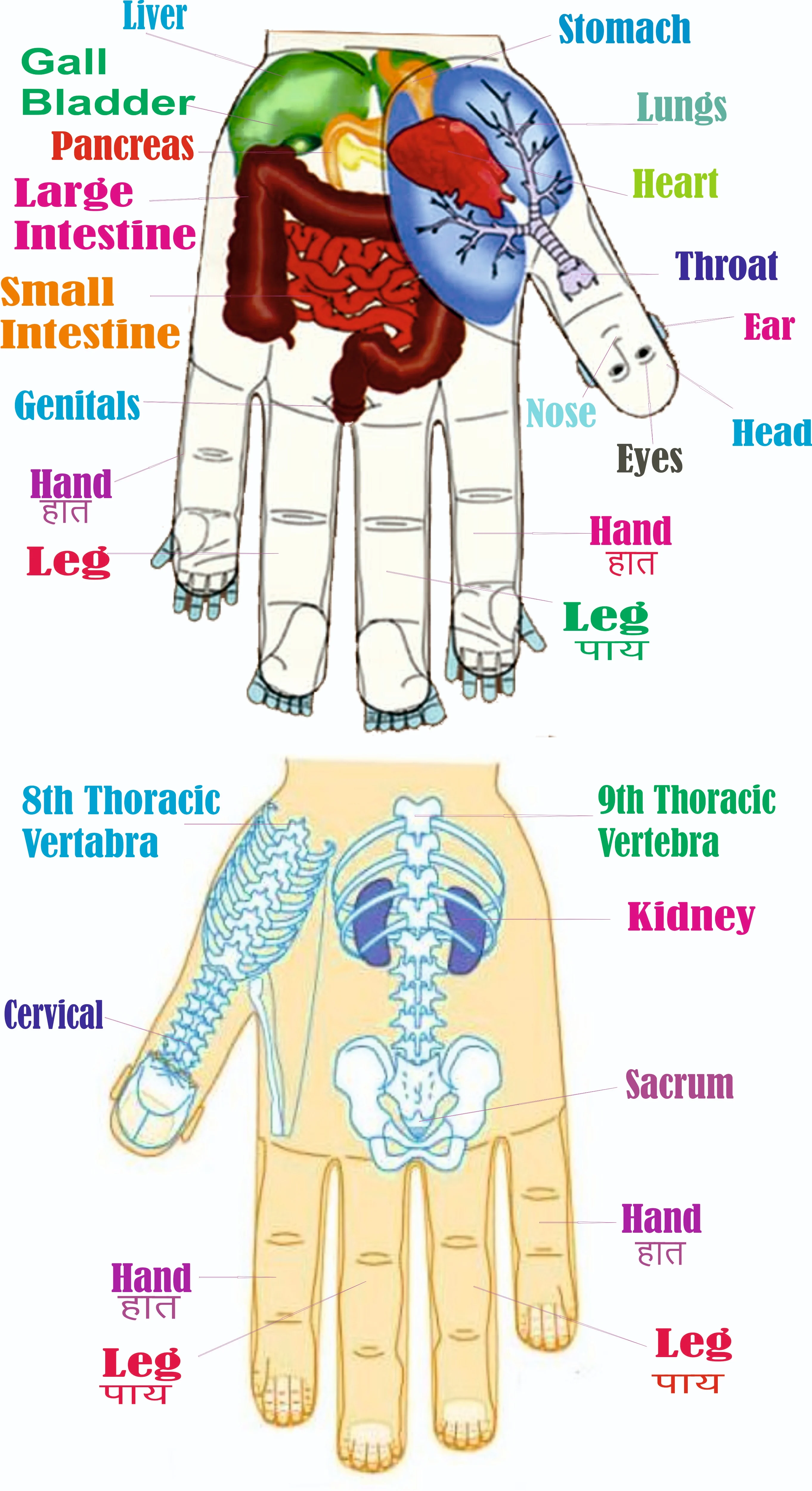 Our fingers, thumb, finger joints and different areas on palm represent different body organs. And the back of the hand represents skeletal body