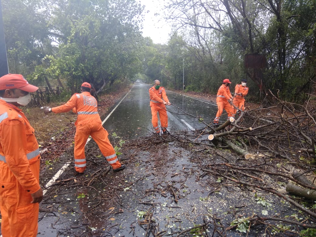 NDRF officials in full swing while clearing a tree that fell