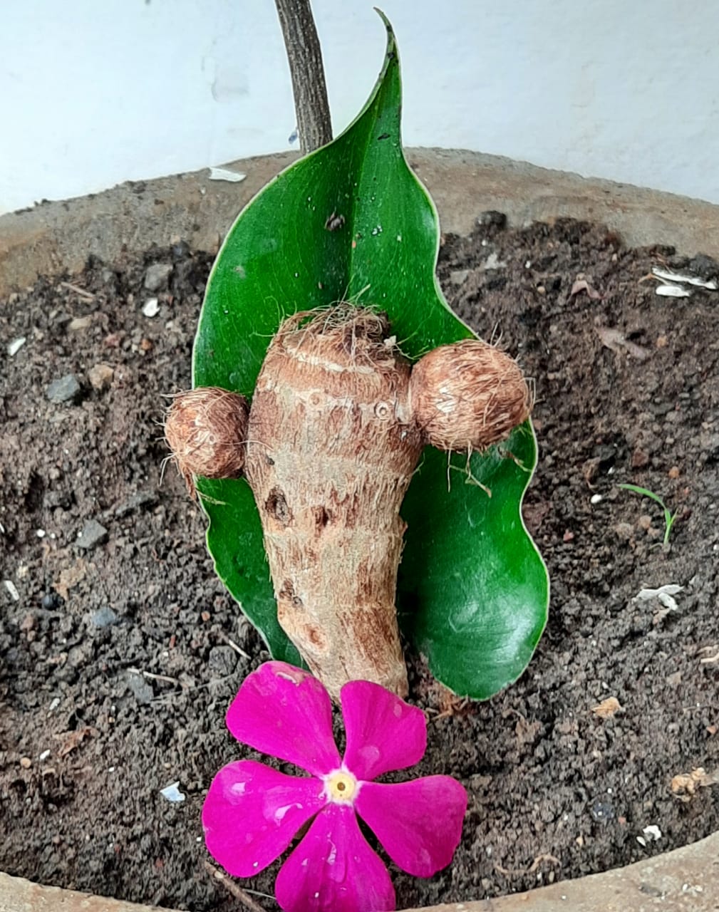 Das family’s taro root Ganesh