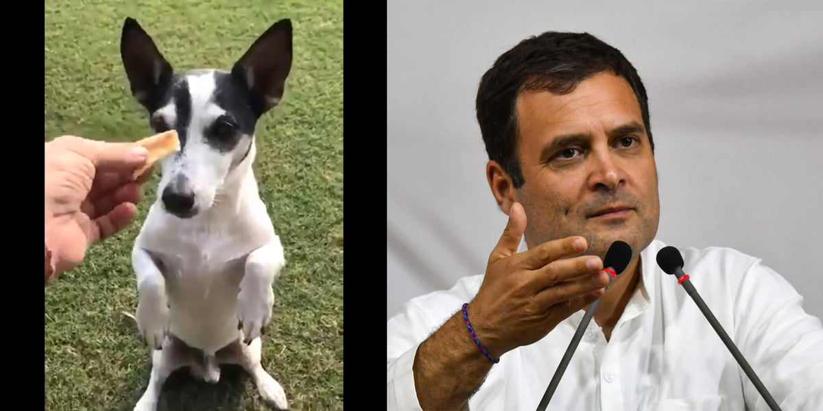 International Dog Day Pidi Rahul Gandhi S Dog Who Became A Meme