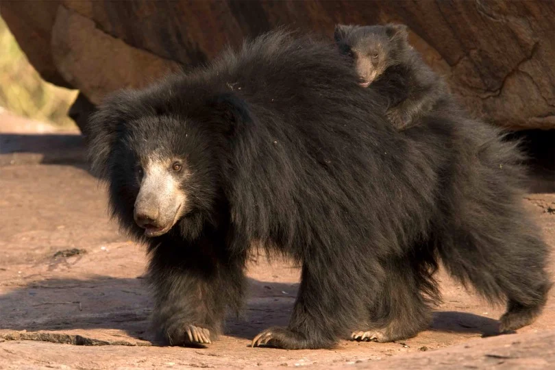 Sloth bear