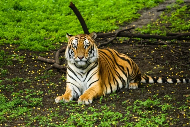 Bengal Tiger