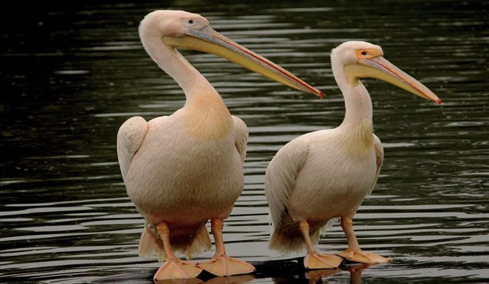 Rosy Pelicans