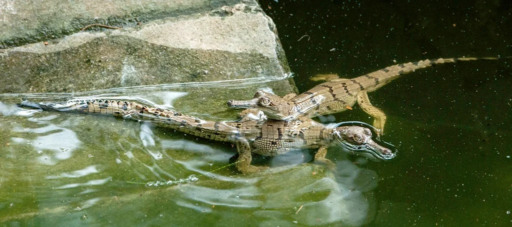 Mugger Crocodile