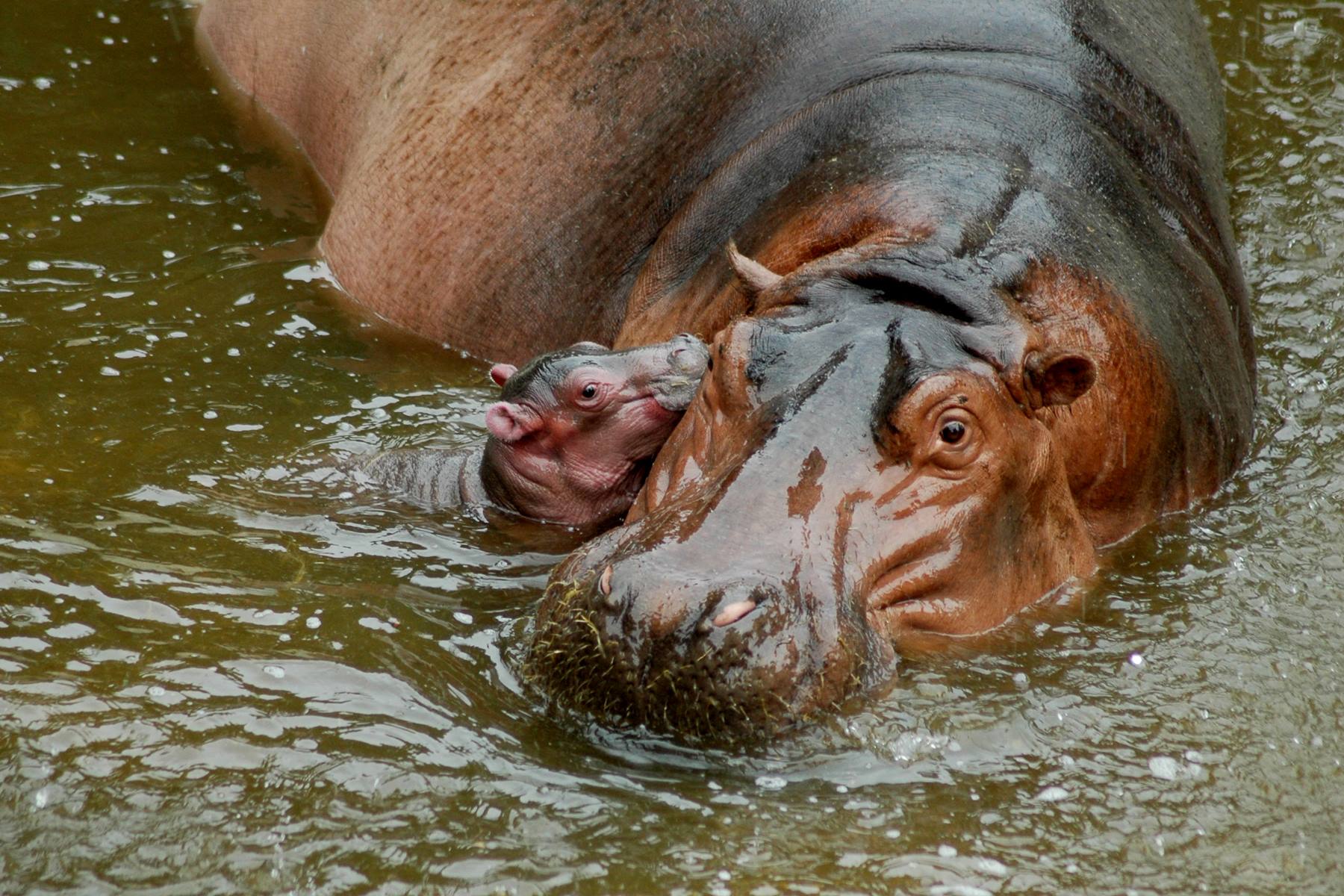 Hippopotamus