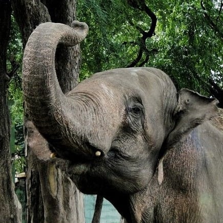 Watch Video: Elephant go on rampage at wedding in Prayagraj 