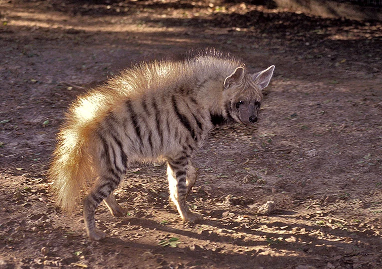 Striped Hyena