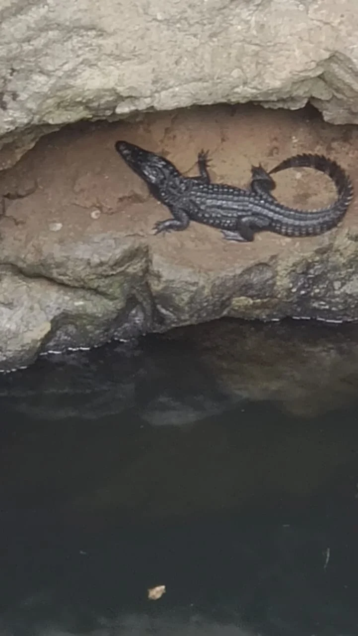 Mumbai: 3-feet-long crocodile rescued from well in Marol