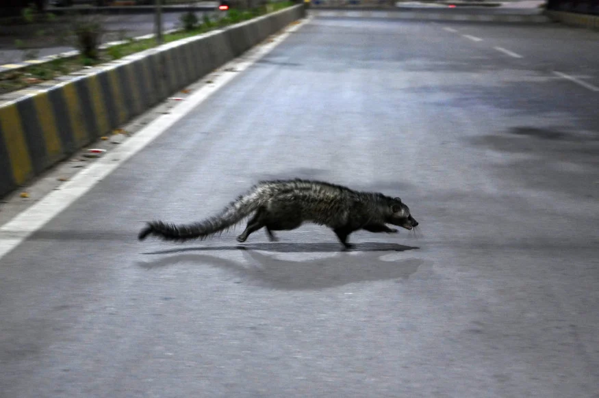From civet in Kerala to nilgai in Noida, animals run wild during COVID-19 lockdown in 2020; see pics and videos