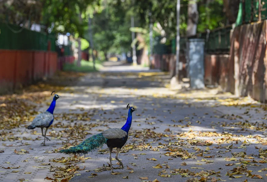 From civet in Kerala to nilgai in Noida, animals run wild during COVID-19 lockdown in 2020; see pics and videos