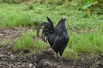 Kadaknath