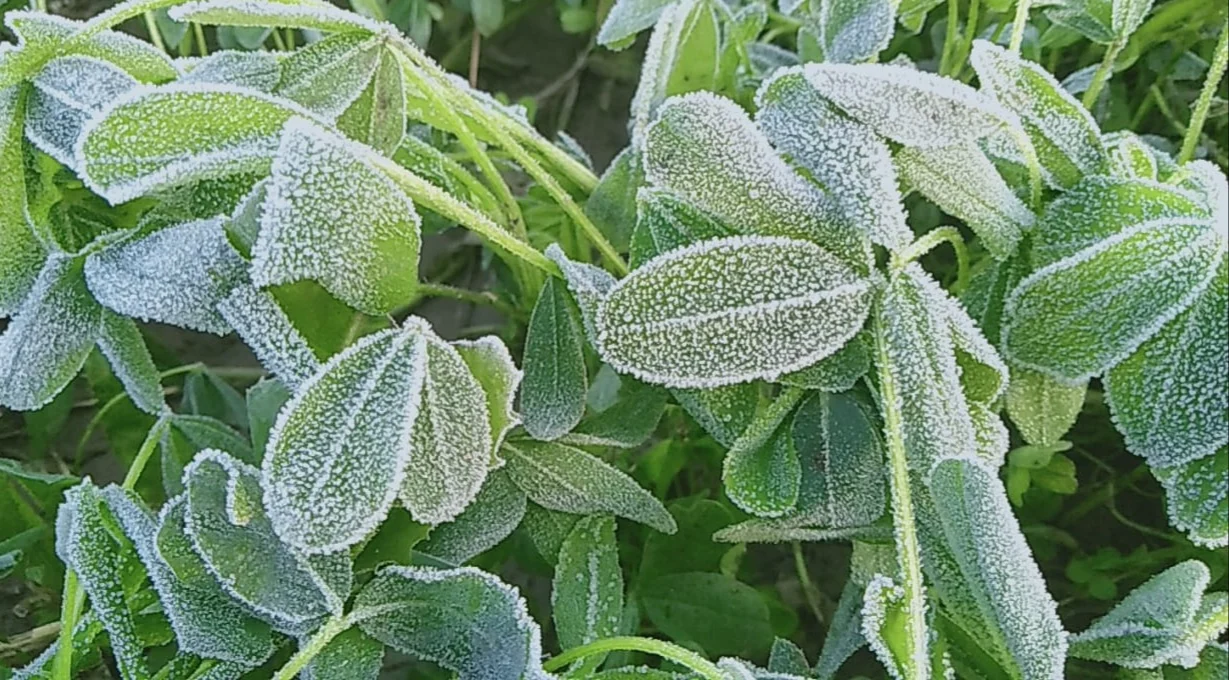 Frost on crops in Mandsaur district