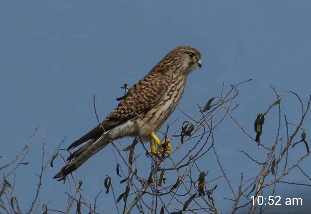 Short toed snake eagle