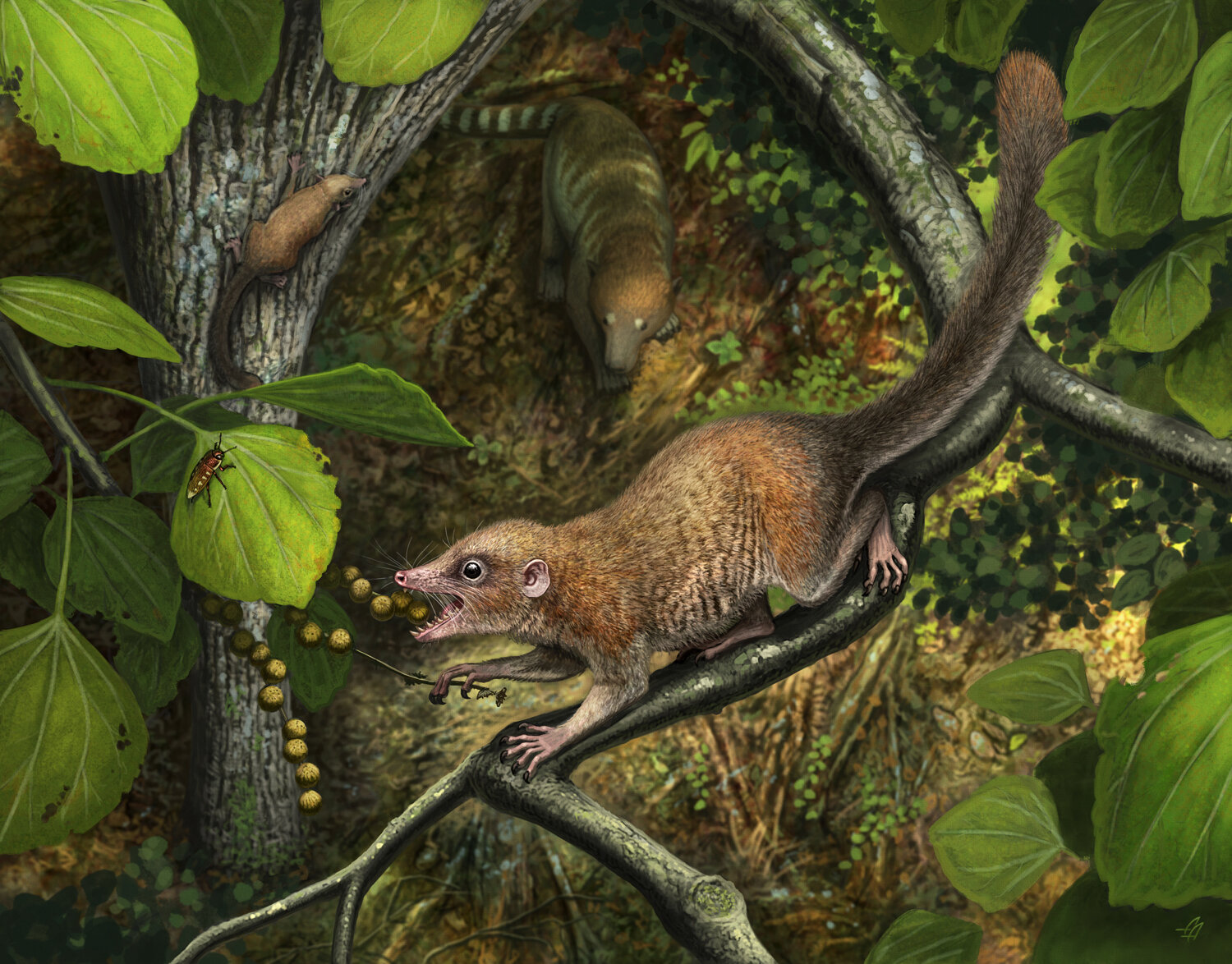 Earliest primate fossils documented, shed light on rise of mammals