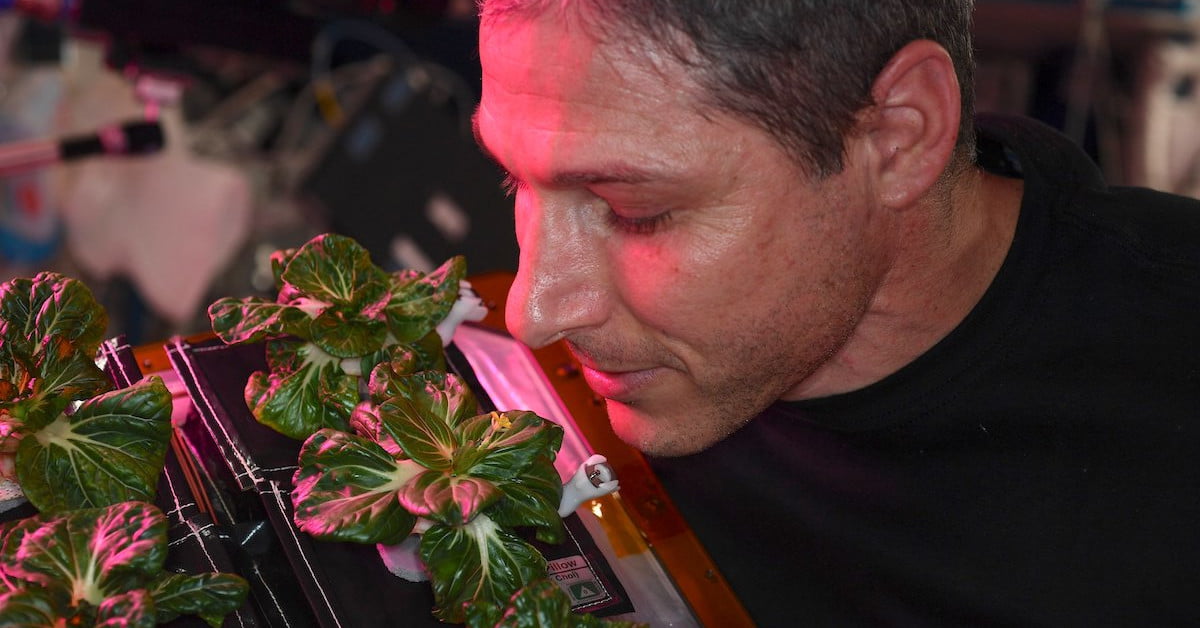 NASA astronaut successfully grows veggies in space - Vimarsana News