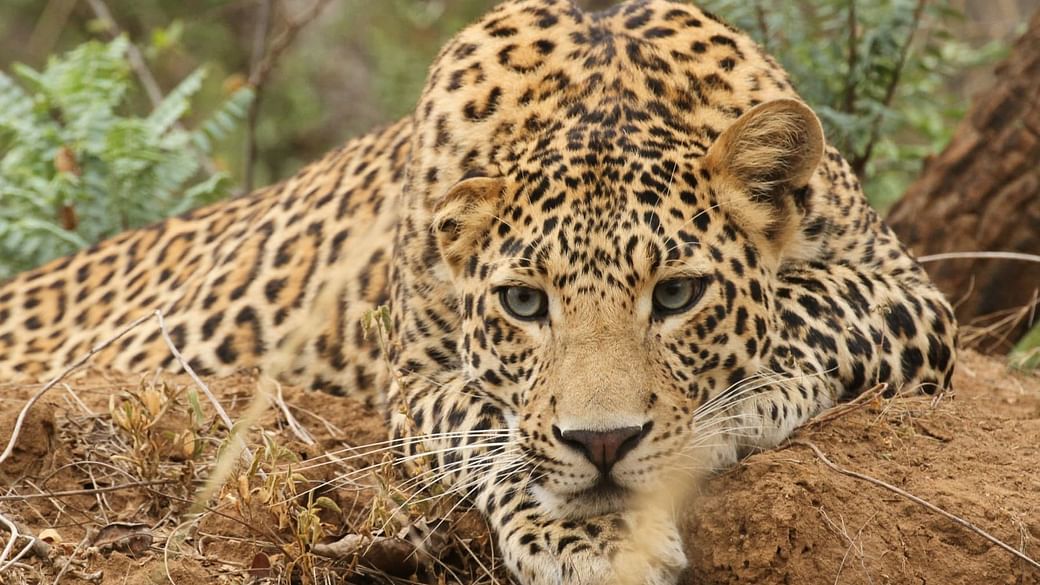 Madhya Pradesh: Leopard jumps on power transformer in Raisen district to avoid fire, electrocuted 