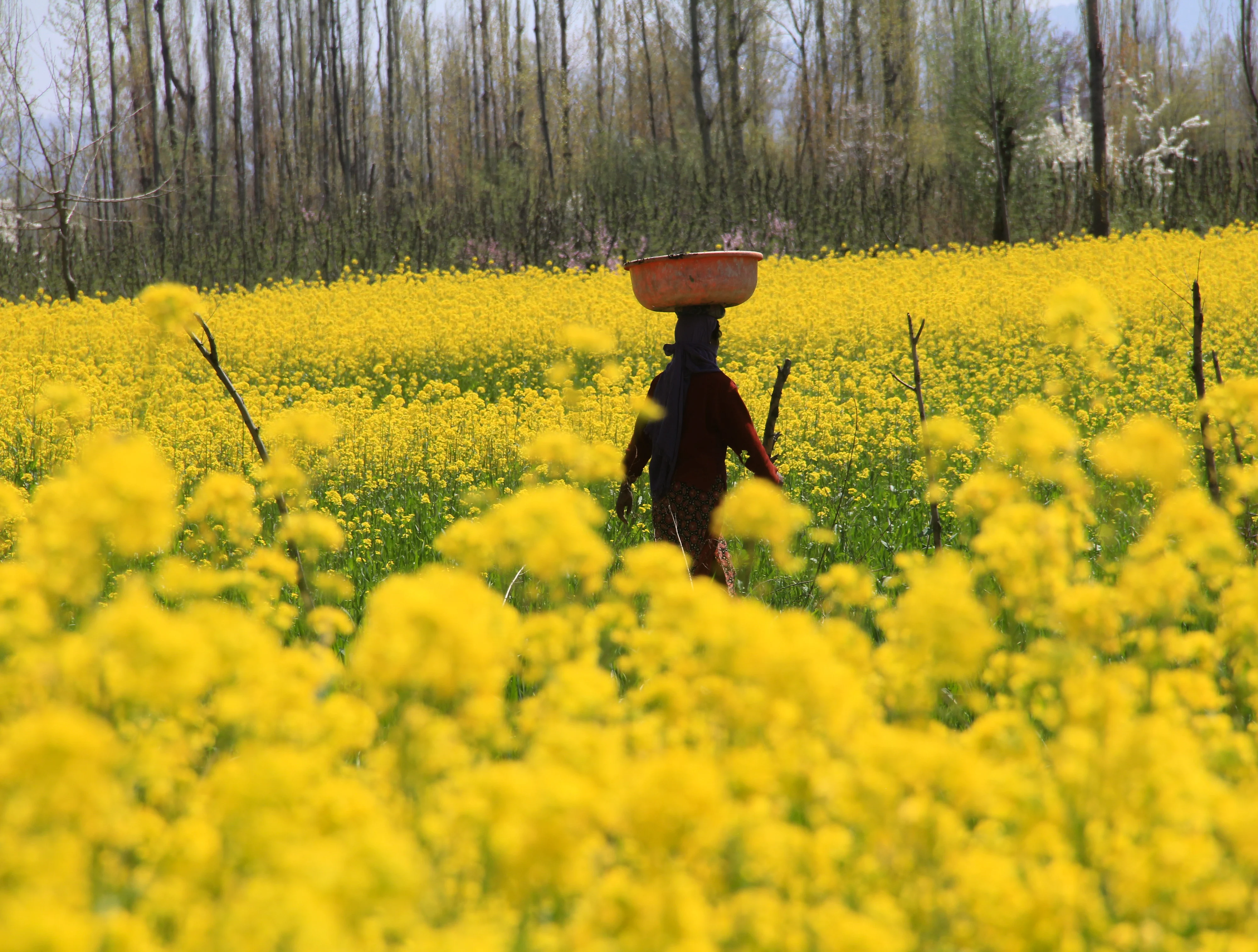 A Kashmiri Muslim woman carrying willow basket, walks past a blooming mustard field on the outskirts of Srinagar, Kashmir.