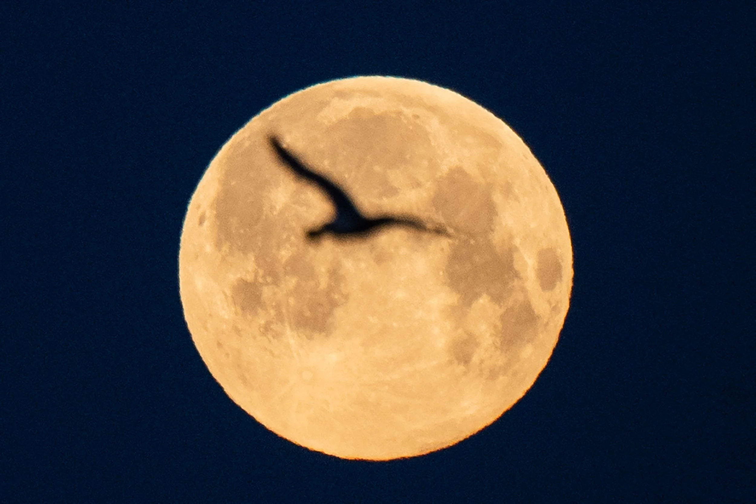 A seagull flies as the full moon of April, called the Super Pink Moon, sets on April 27, 2021 in Lorient, western France.