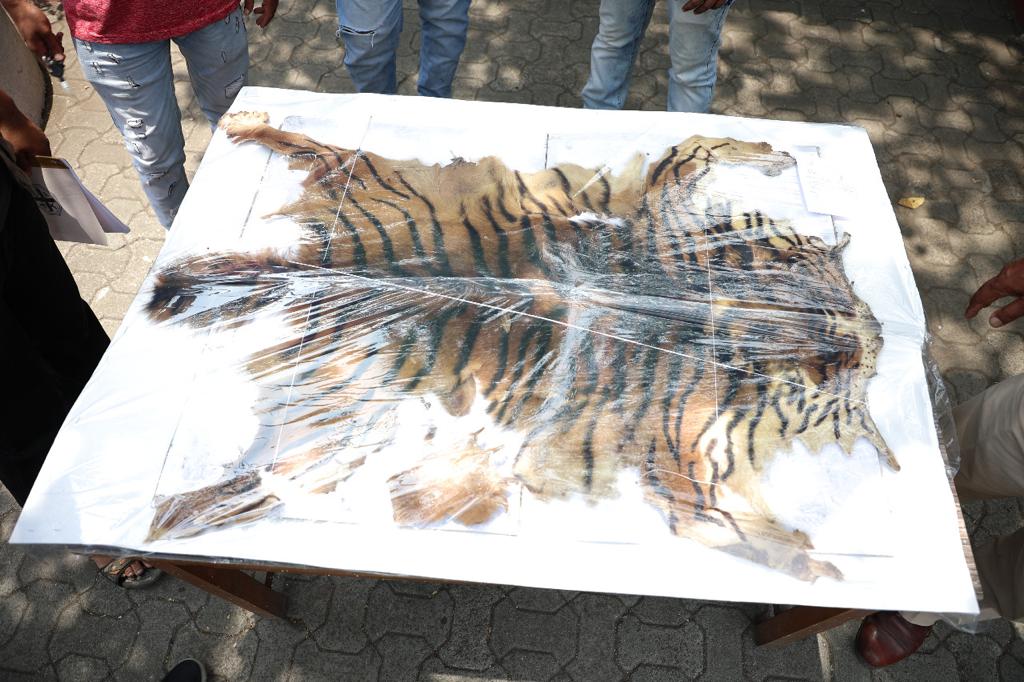 Thane: Four arrested for smuggling tiger skin and nails in Bhiwandi