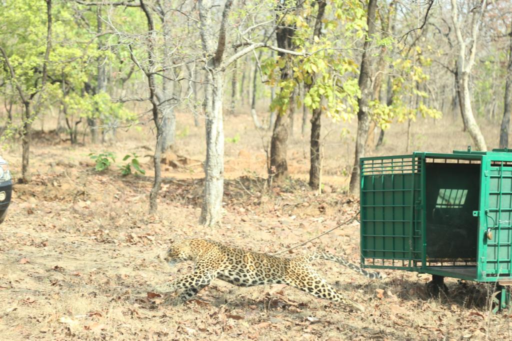 The leopard being released to Ratapani forest after successful treatment.