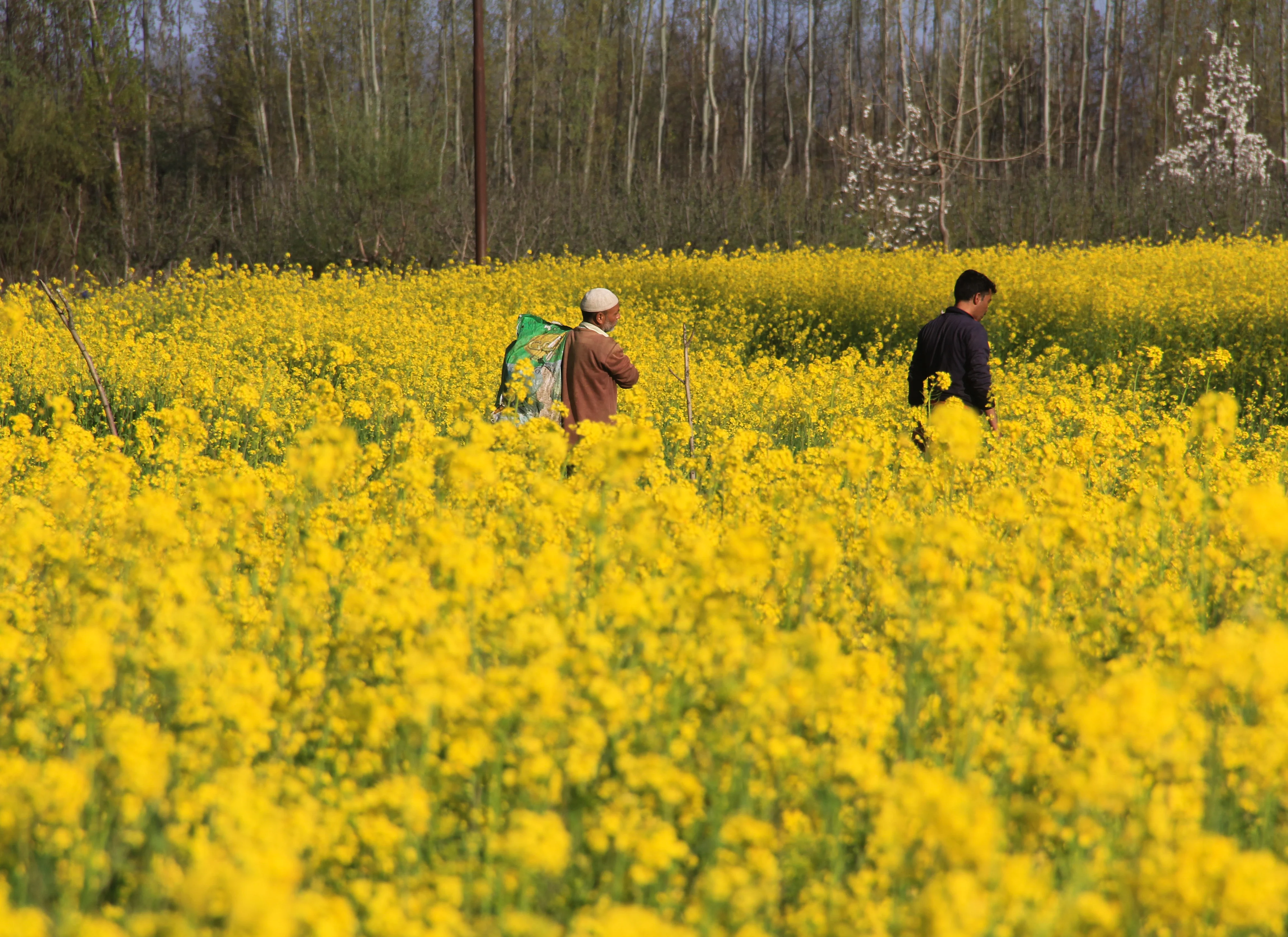 Kashmiri farmers walk through a mustard field on the outskirts of Srinagar, Kashmir.