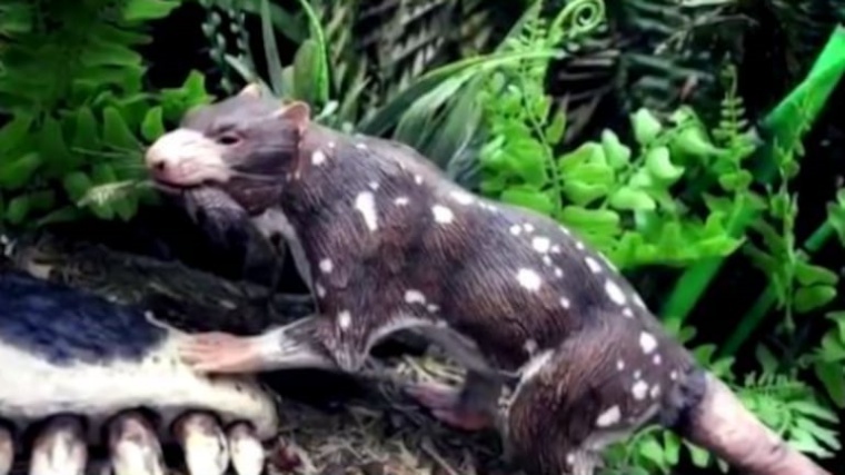 Chilean scientists discover fossil of five-teeth skunk from dinosaur era