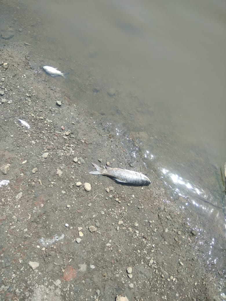 Dead fish on edge of lake