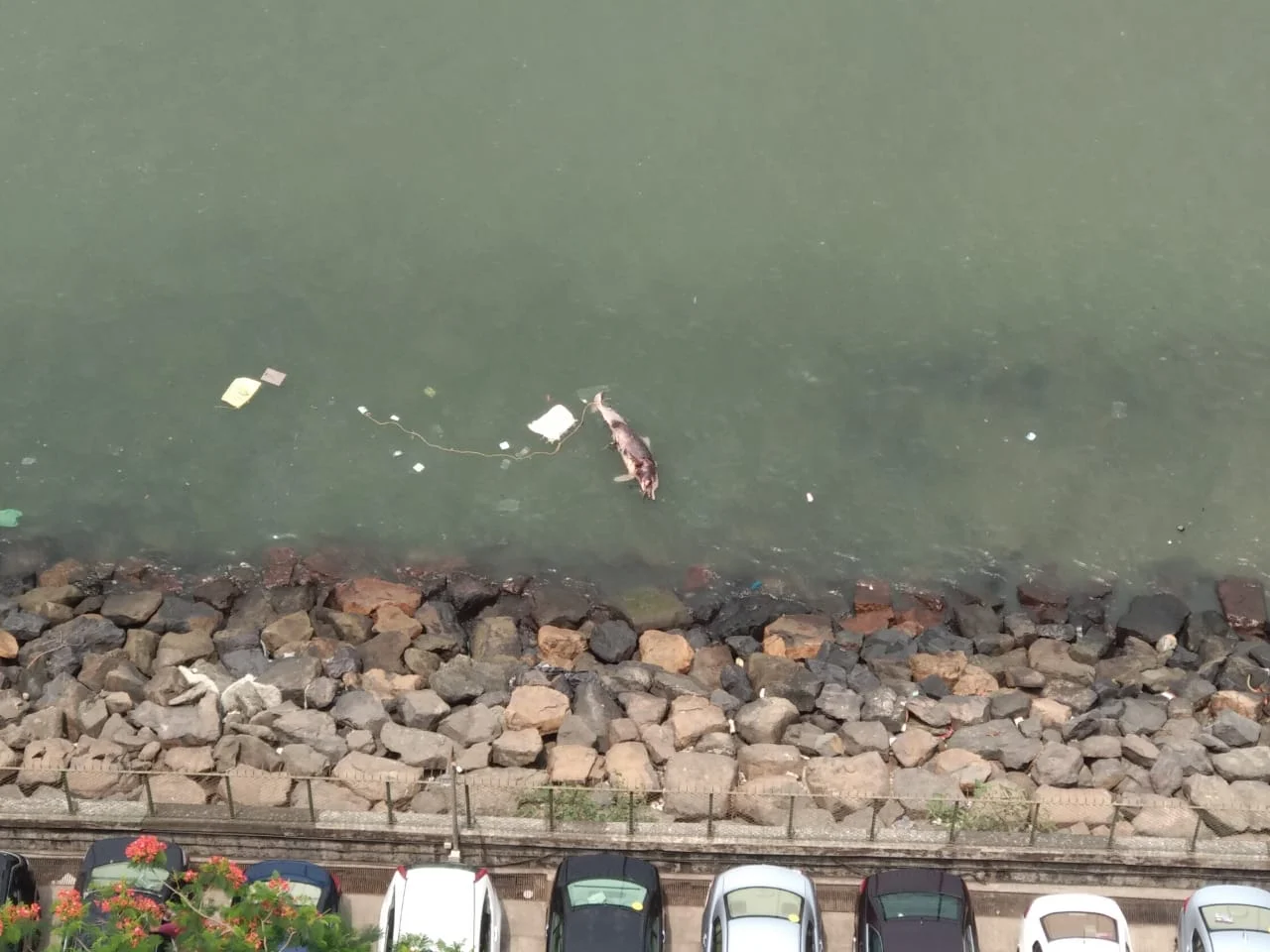 Mumbai: Carcass of Indian Ocean humpback dolphin found near Cuffe Parade