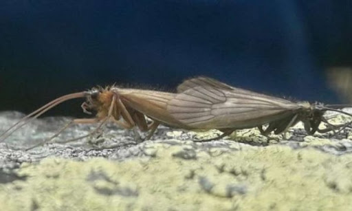 New insect species from Kosovo named after coronavirus