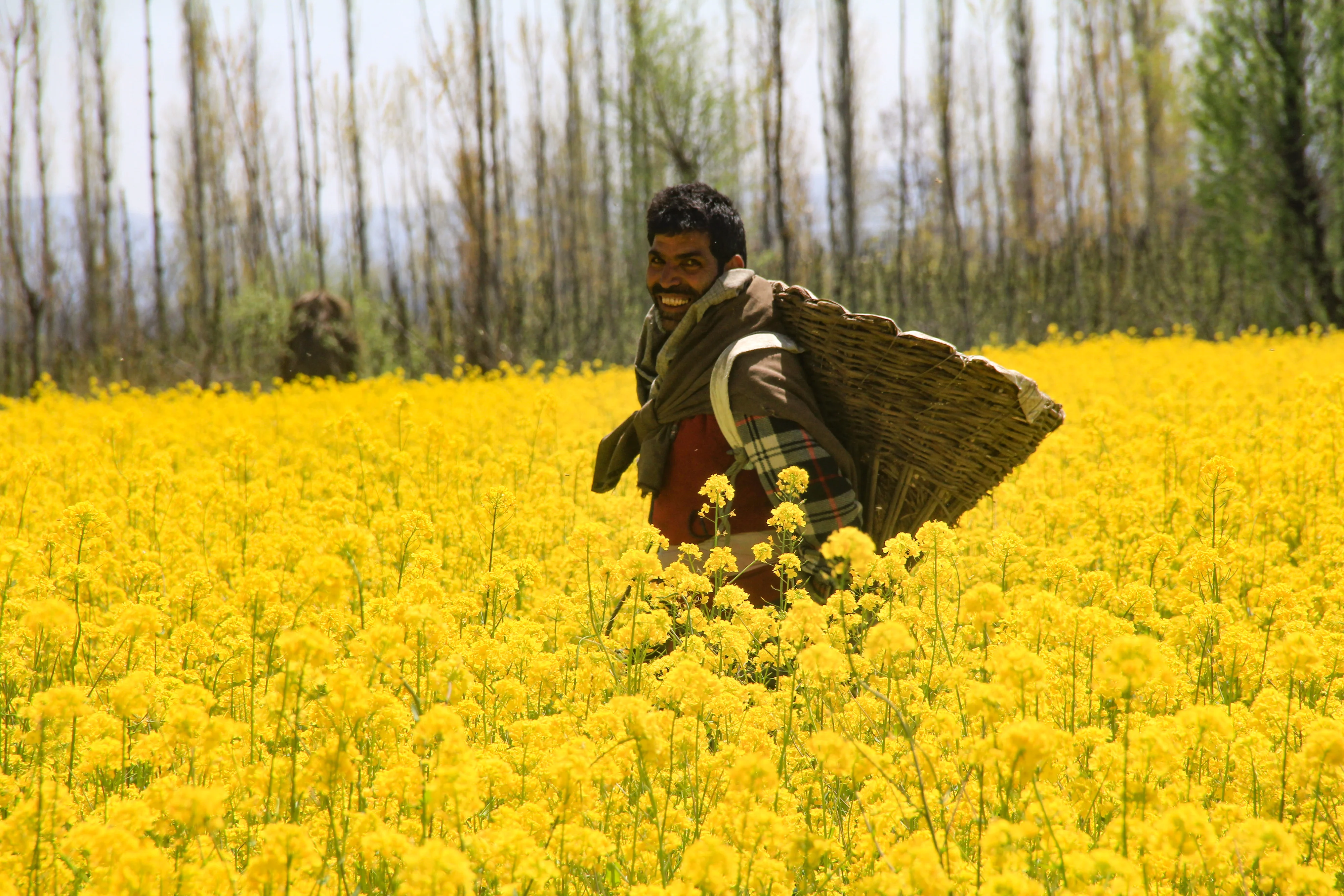 Kashmiri young man poses for a photograph in the blooming mustard fields on the outskirts of Srinagar, Kashmir.