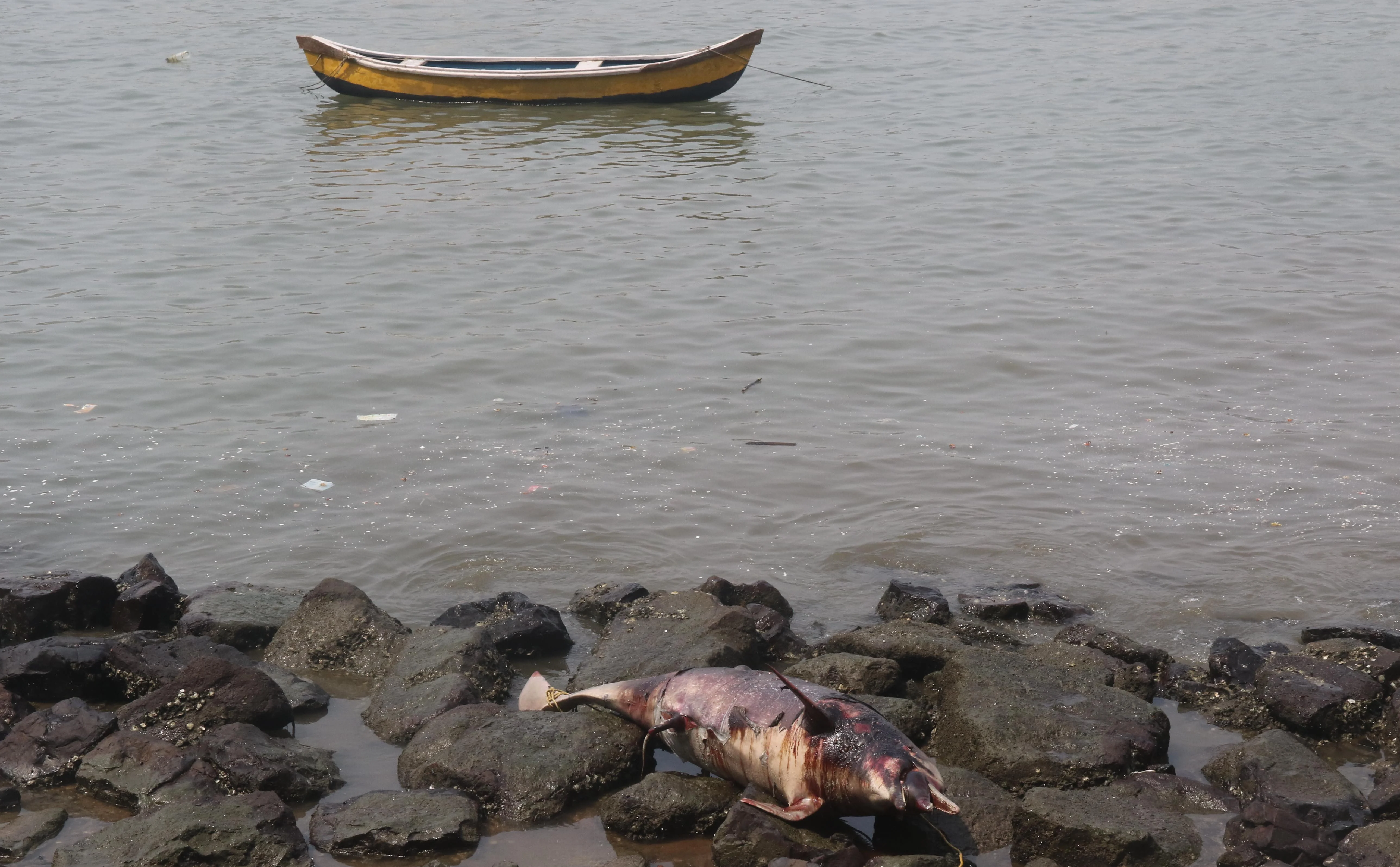 Mumbai: Carcass of Indian Ocean humpback dolphin found near Cuffe Parade