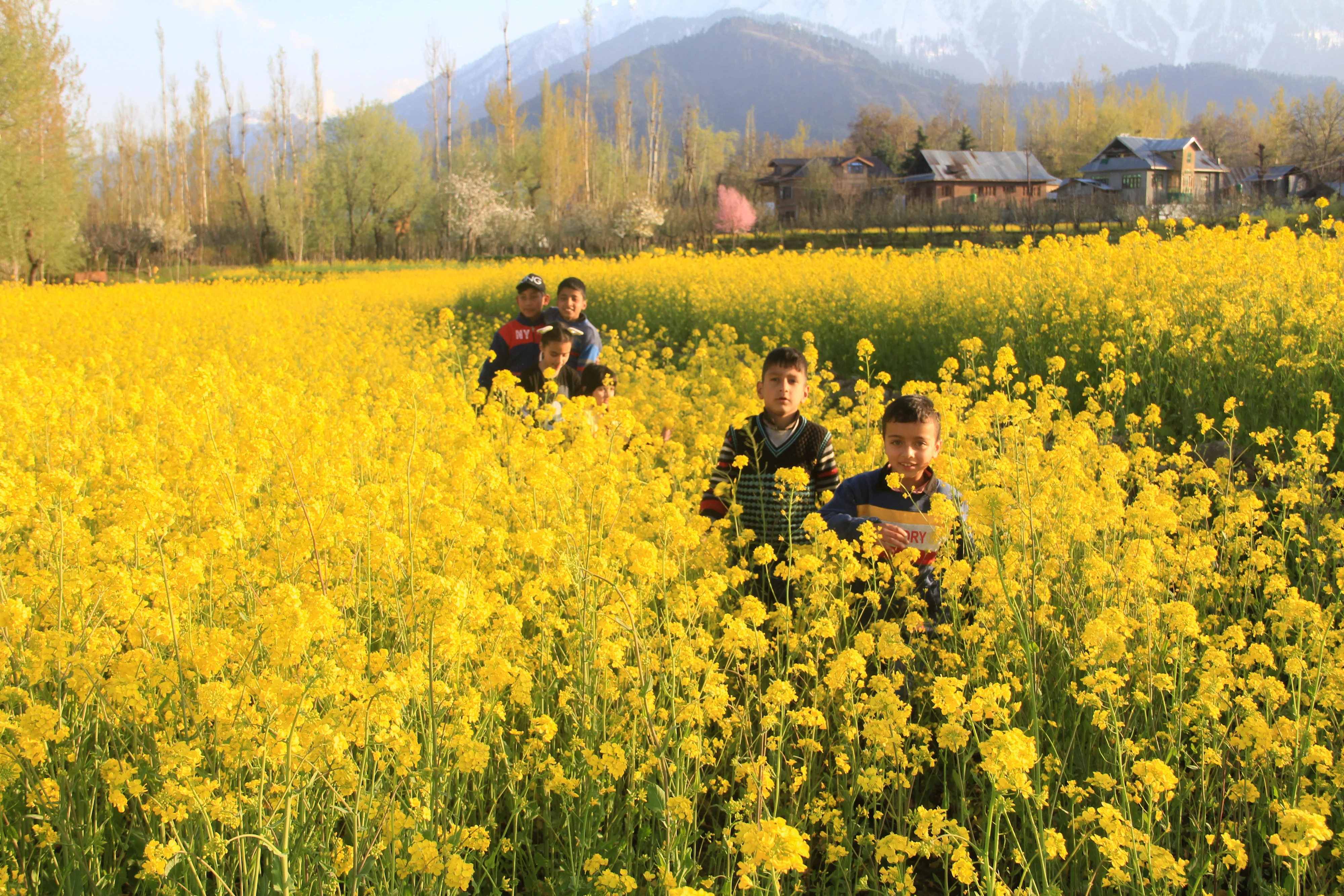 Kashmiri children walk through the mustard field on the outskirts of Srinagar, Kashmir.