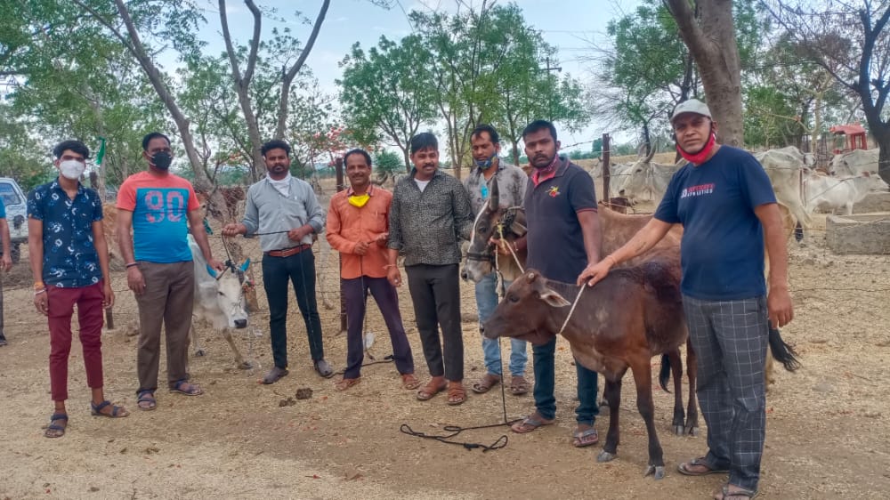 Team with rescued cows