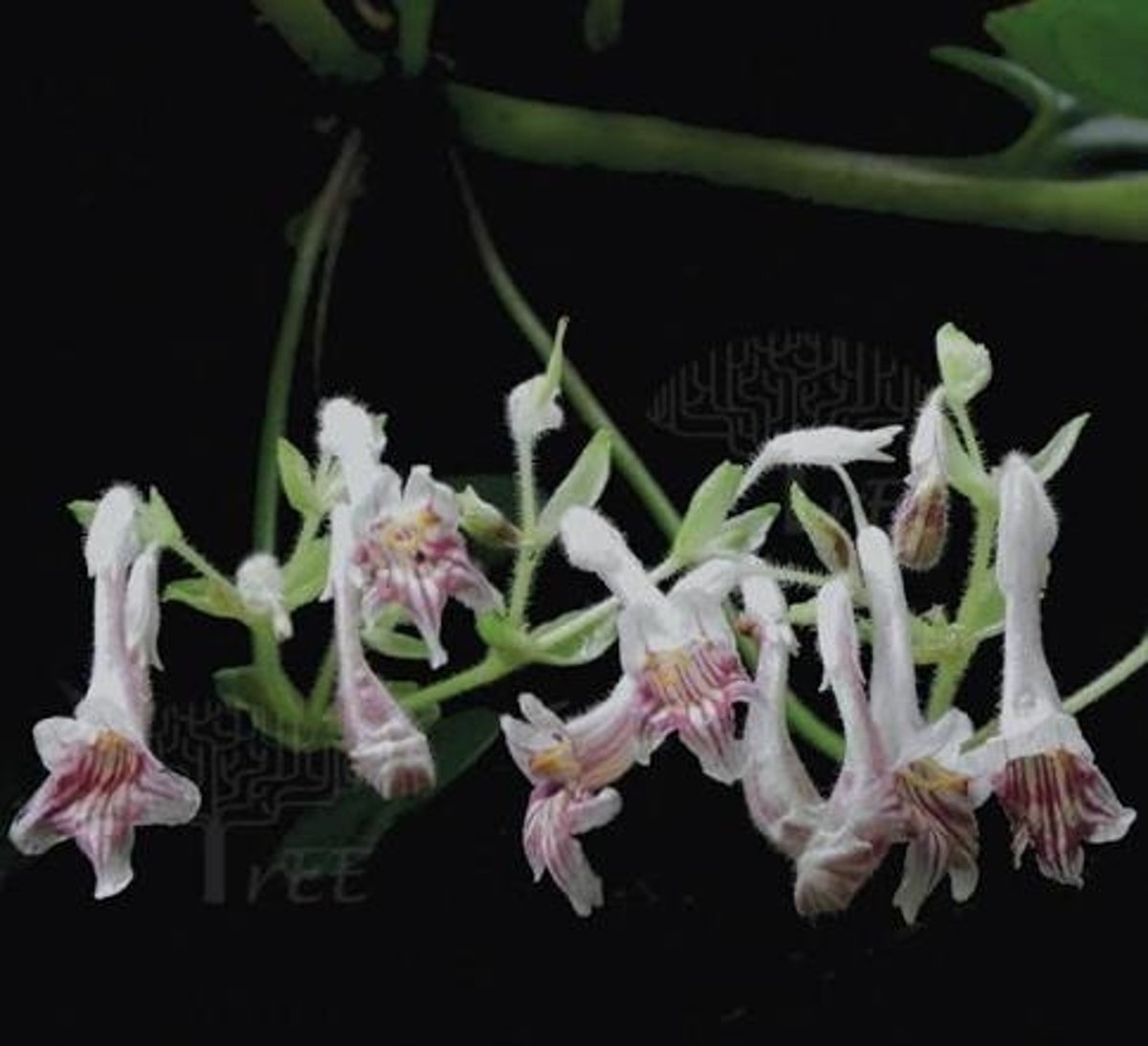 Scientists discover new species of African Violet plant from Mizoram - Vimarsana News