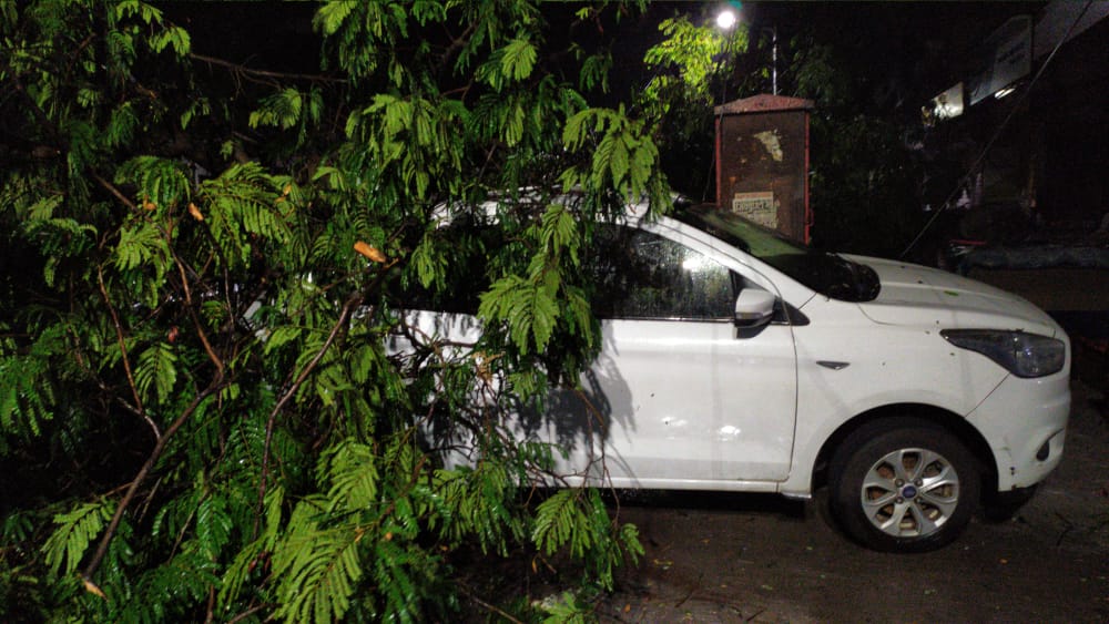 Cyclone Tauktae: 159 complaints of tree fall received in 24 hours in Thane