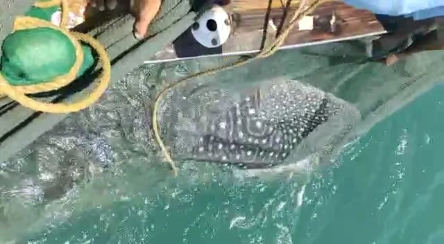 Uttan: Caught in their net, fishermen release rare whale shark back into the sea -- see pics