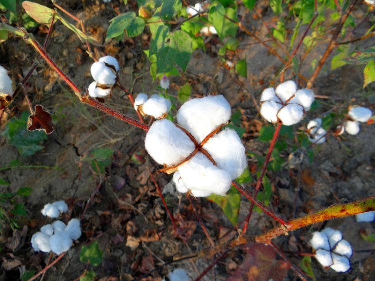 Madhya Pradesh: MLA Sachin Birla of Sanawad demands sale of cotton seeds