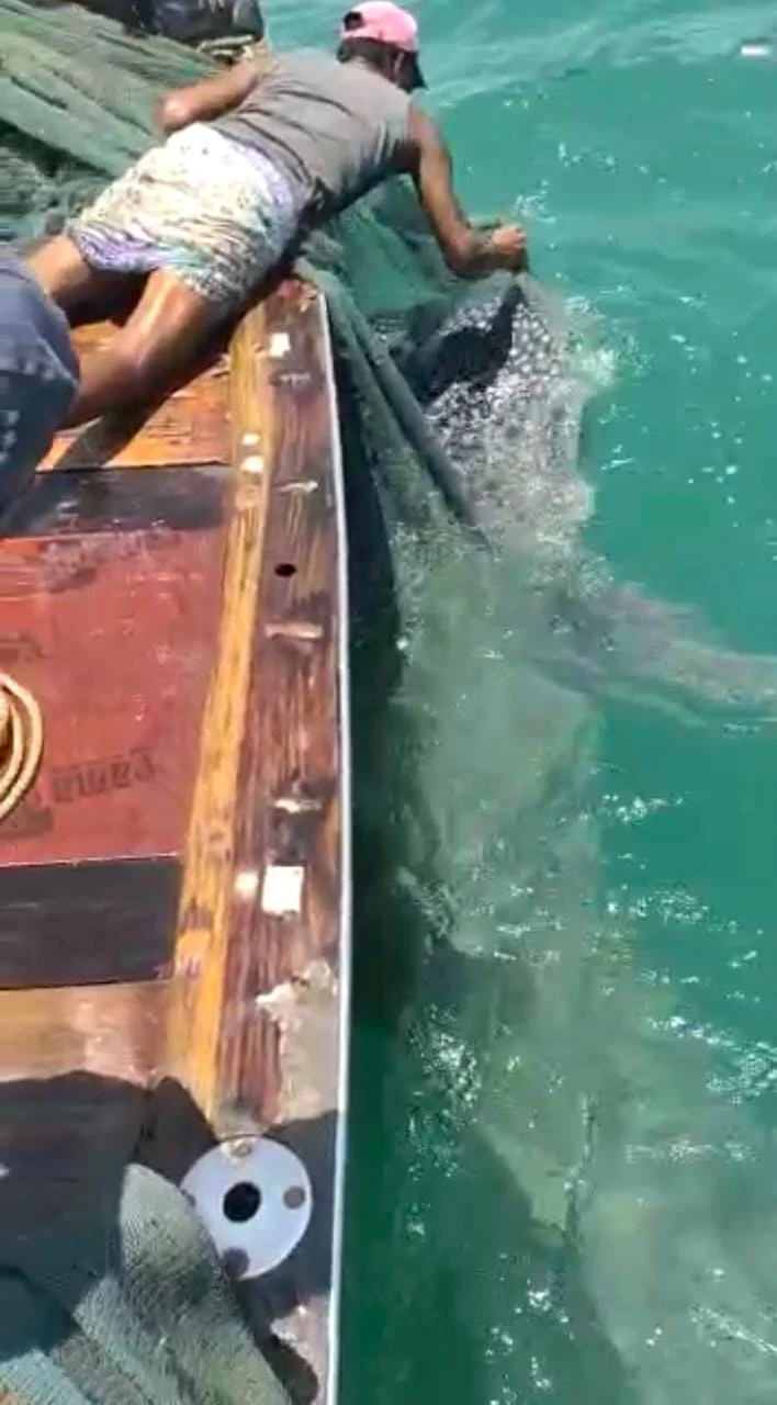 Uttan: Caught in their net, fishermen release rare whale shark back into the sea -- see pics