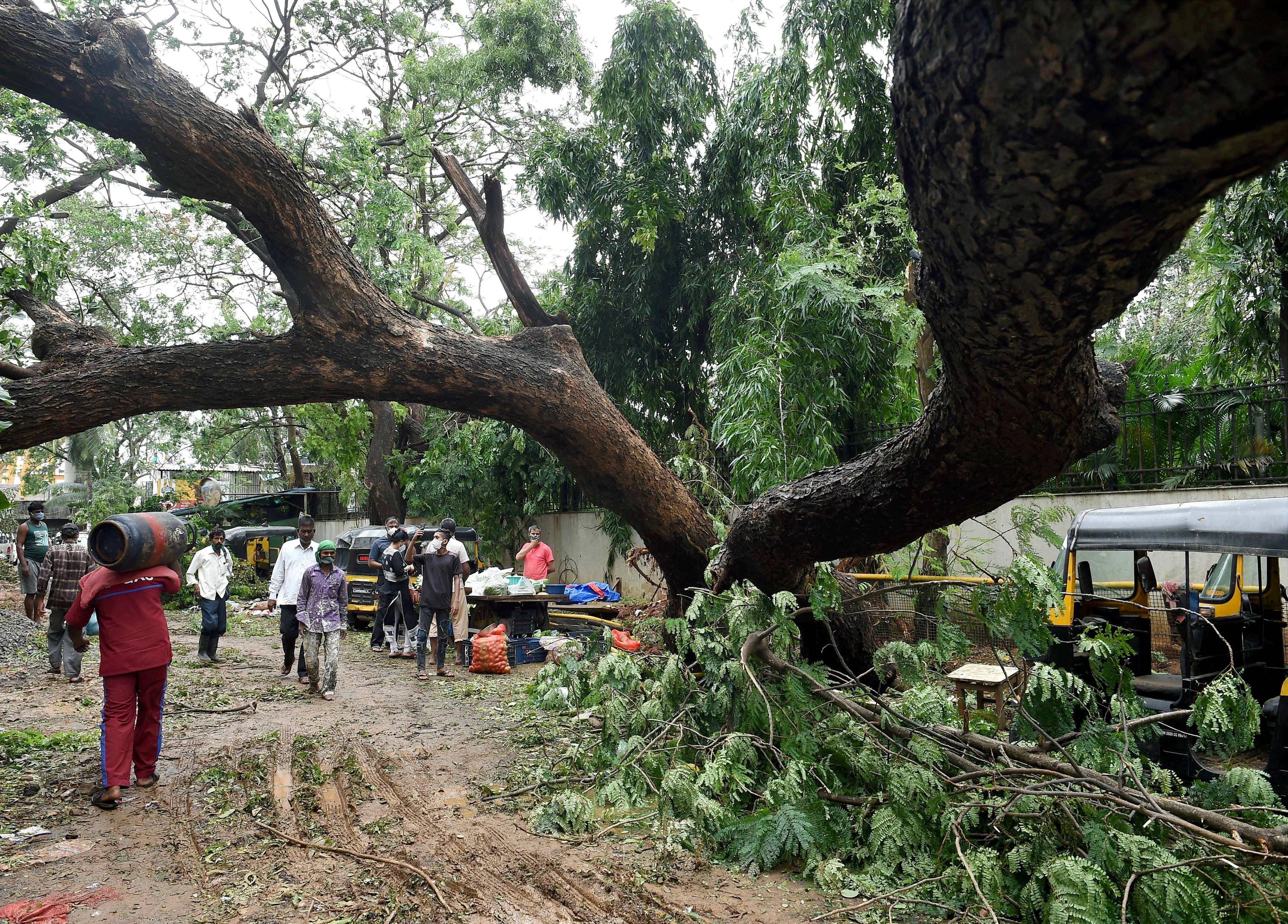 An uprooted after a storm triggered by Cyclone Tauktae, at Khar in Mumbai