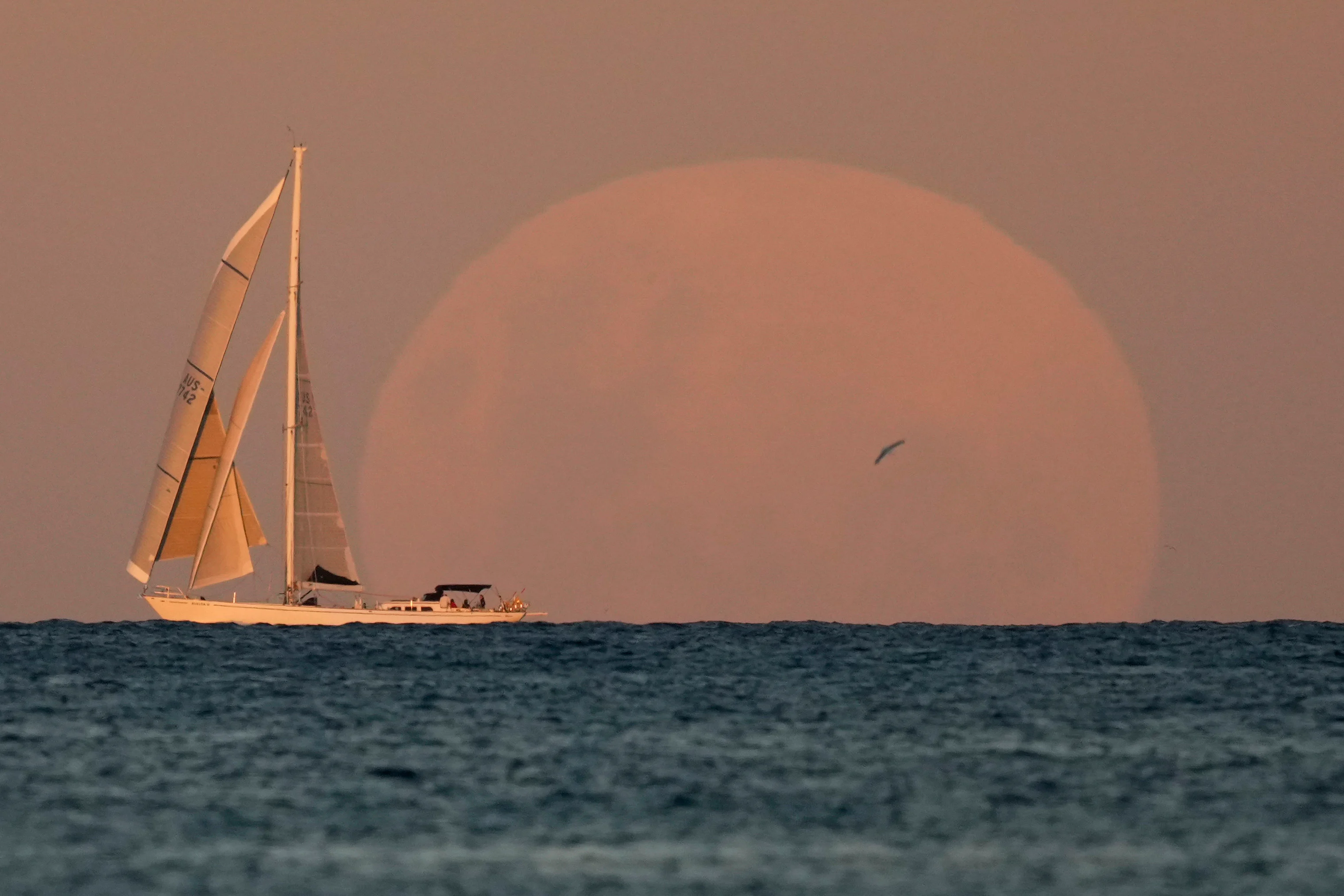 A yacht sails past as the moon rises in Sydney Wednesday, May 26, 2021. A total lunar eclipse, also known as a Super Blood Moon will take place later tonight as the moon appears slightly reddish-orange in color.