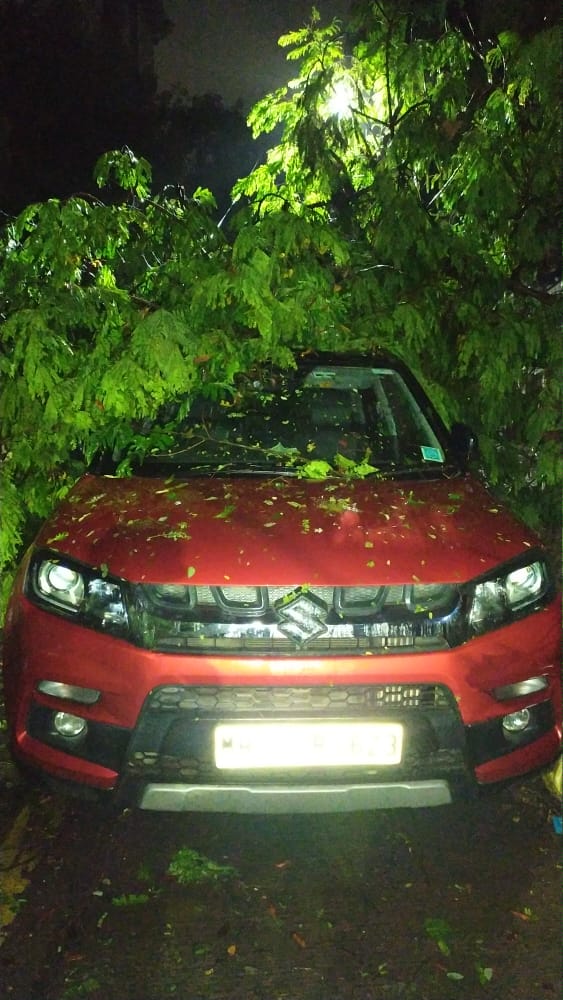 Cyclone Tauktae: 159 complaints of tree fall received in 24 hours in Thane