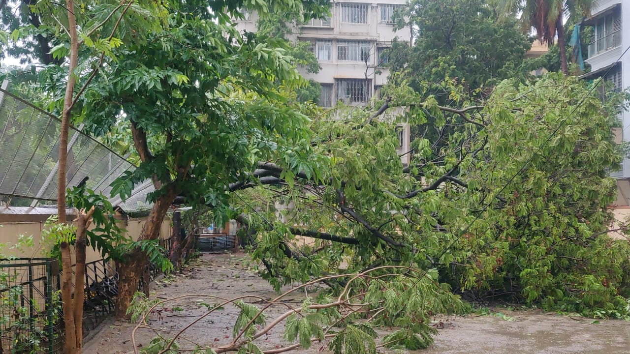 Tree falls in a residential area in Vile Parle, Mumbai due to strong wind caused by Cyclone Tauktae on May 17, 2021.