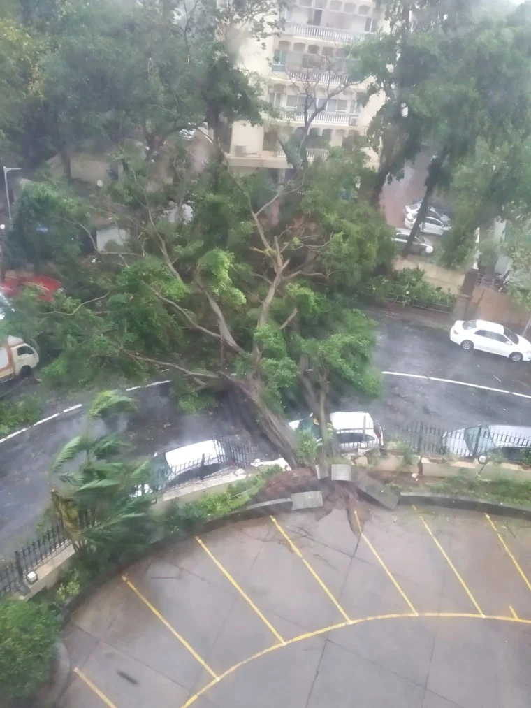 An uprooted tree of Prabhu Kutir society falls off the road damaging cars blocking the street at Altamount Road due to the gusty winds