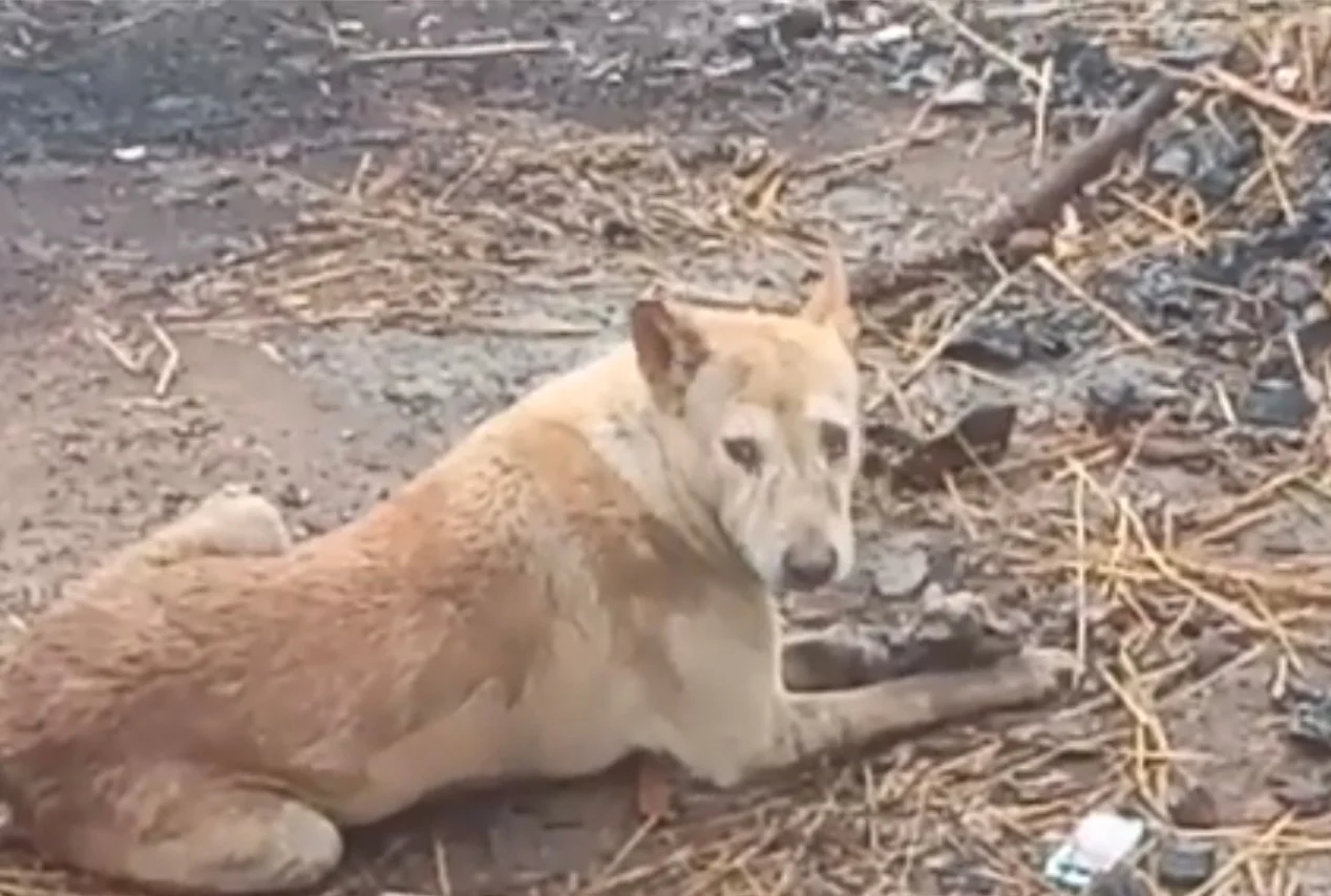 Neemuch: Rain douses pyres, stray dogs feed on half-burnt Covid bodies