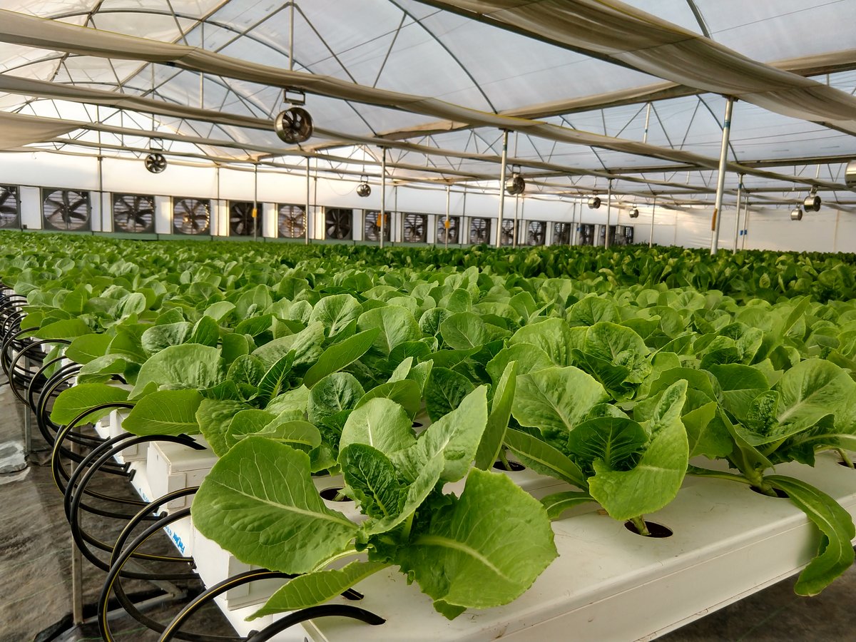 Nutrifresh: A tale of finance professionals turning agripreneurs - Vimarsana News