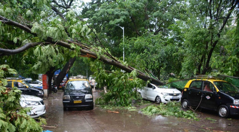 Mumbai: BMC appoints arborist to conduct audit of trees in D ward