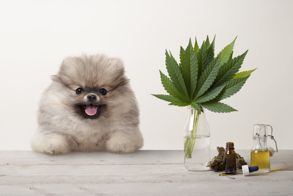 Cannabis oil for pet allergies: All you need to know - Vimarsana News