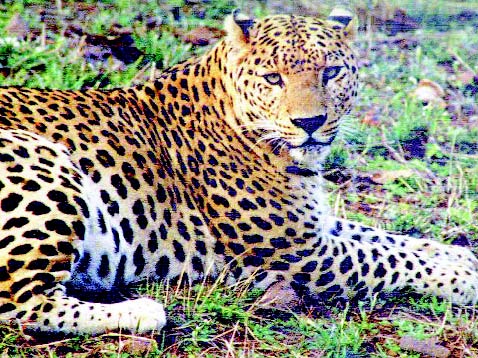 Foxy leopard finally falls into trap