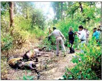 MPEB negligence leads to death of tigress in Badwara